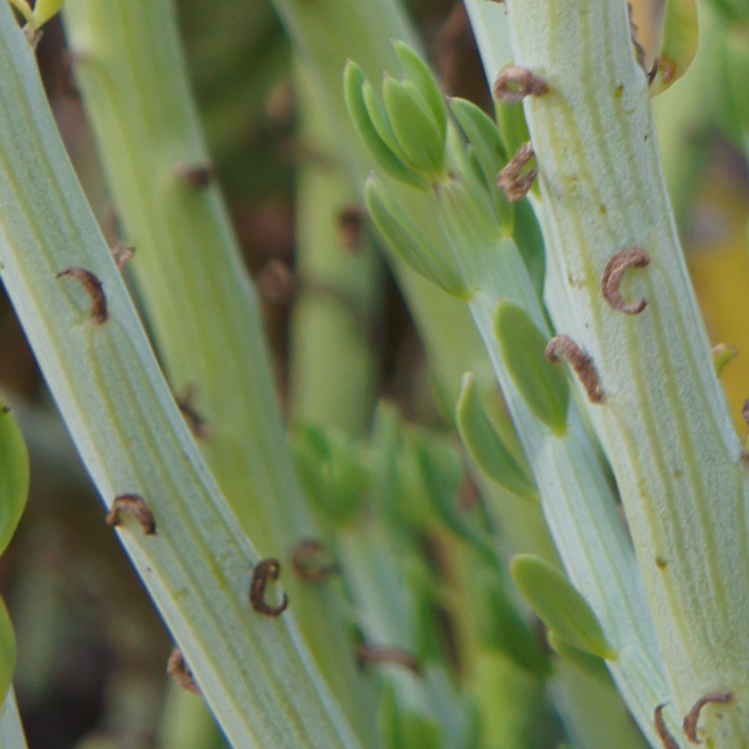 Candelilla Wax